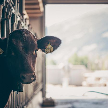 Kinderbauernhof Scharrerhof Hollersbach im Pinzgau Esterno foto